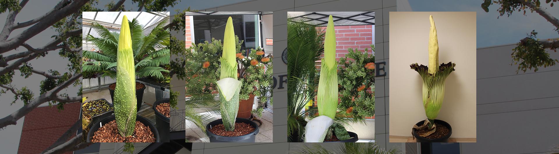 corpse flower bloom progress