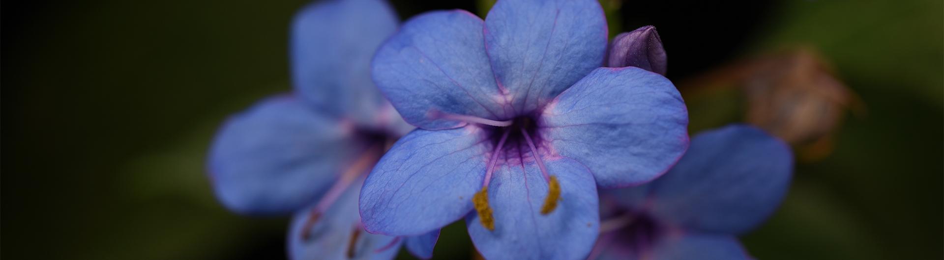 Eranthemum pulchelum flower, photo credit Laymon Ball