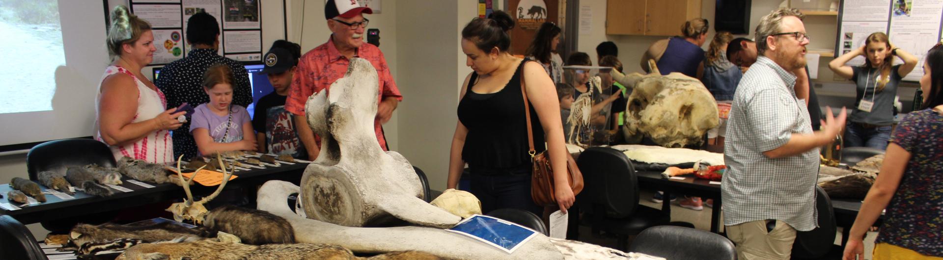 people viewing collection of animal furs and skeletons
