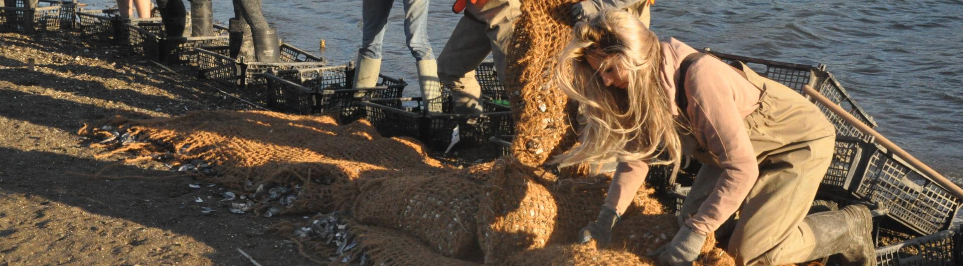 oyster bed construction