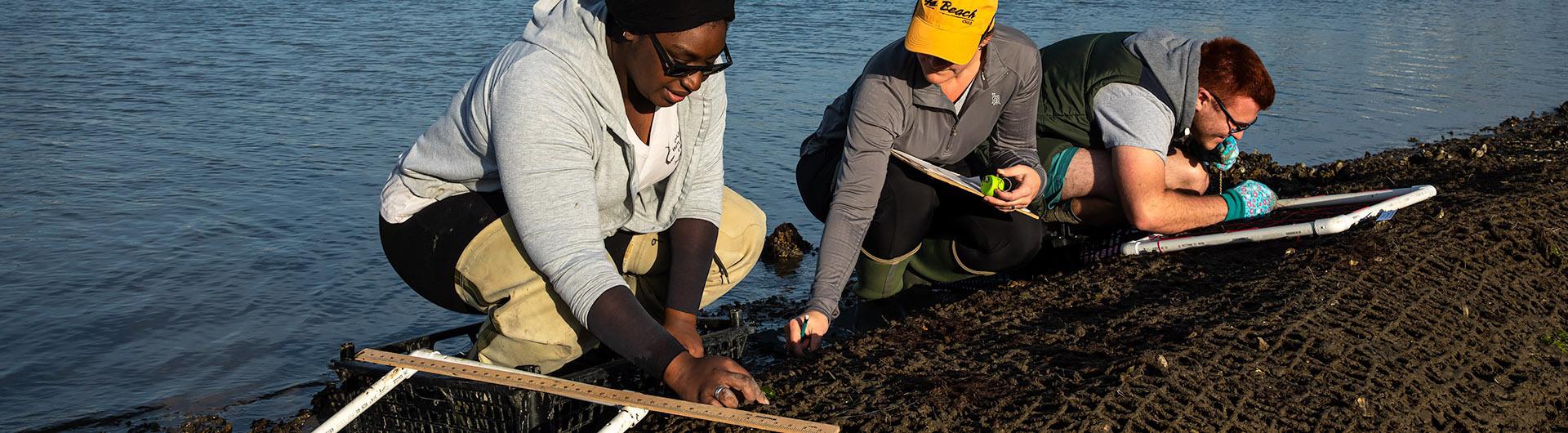 restoring an oyster bed