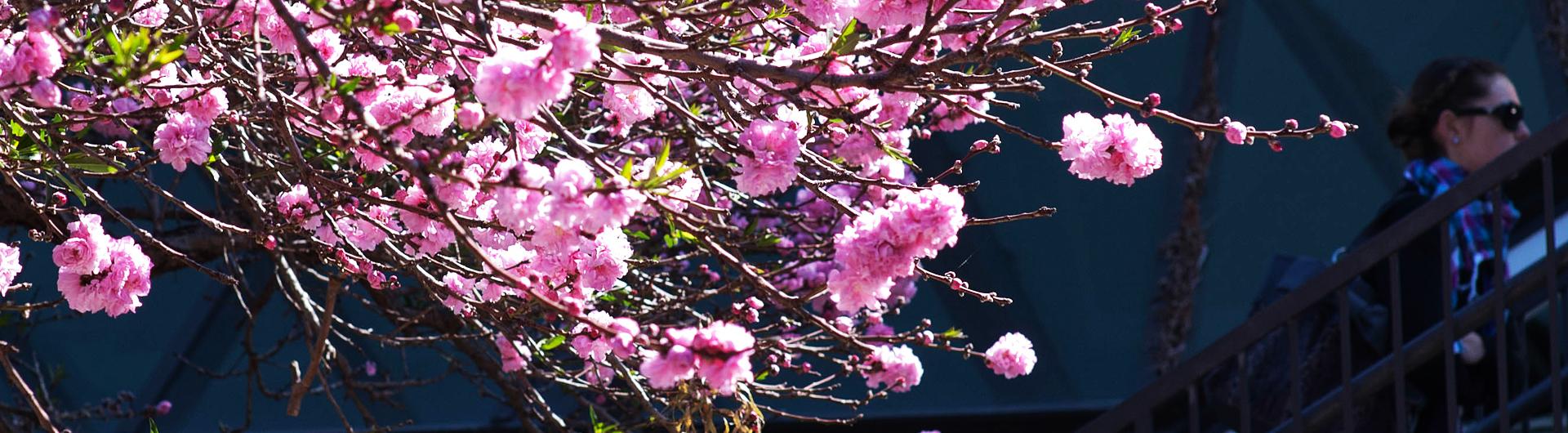 Campus Peach Tree