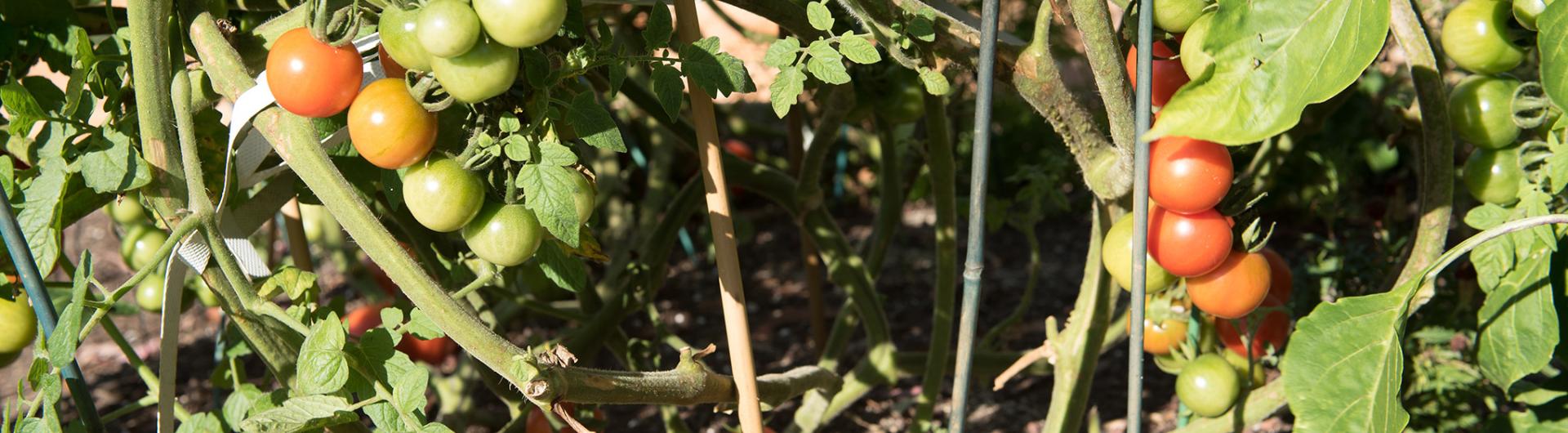 Ripening tomatoes on the vine 