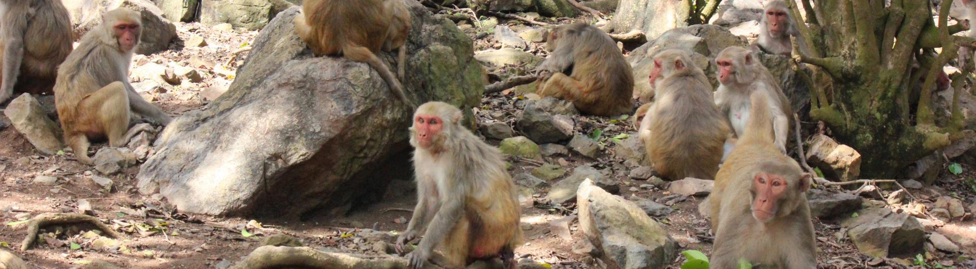 rhesus macaques