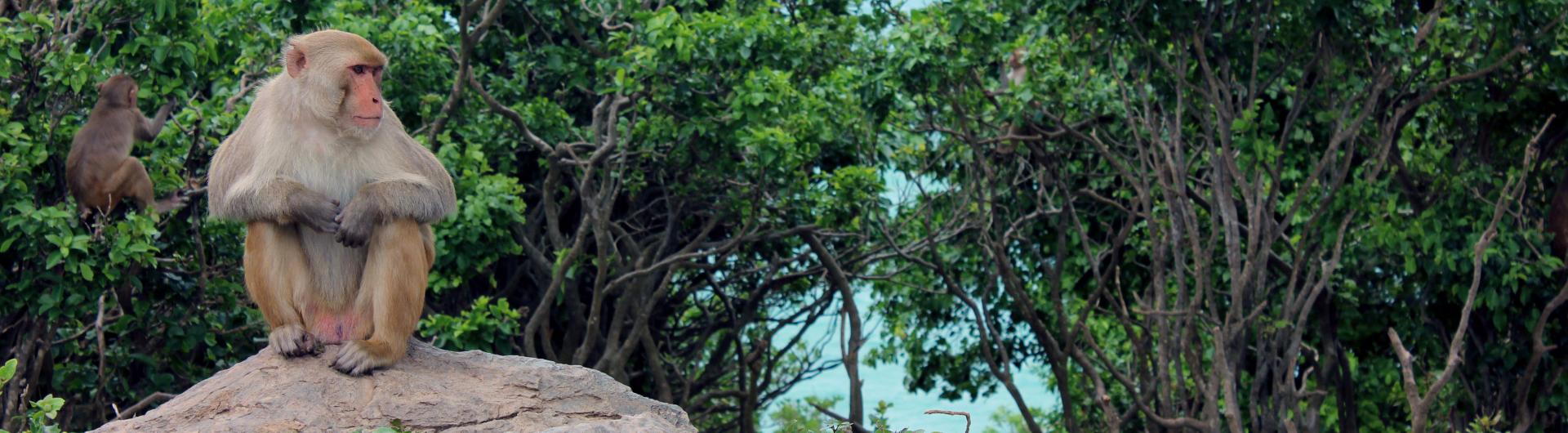 rhesus macaque sitting on a rock