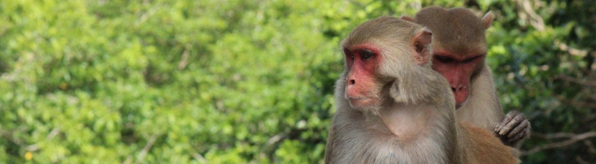 rhesus macaques
