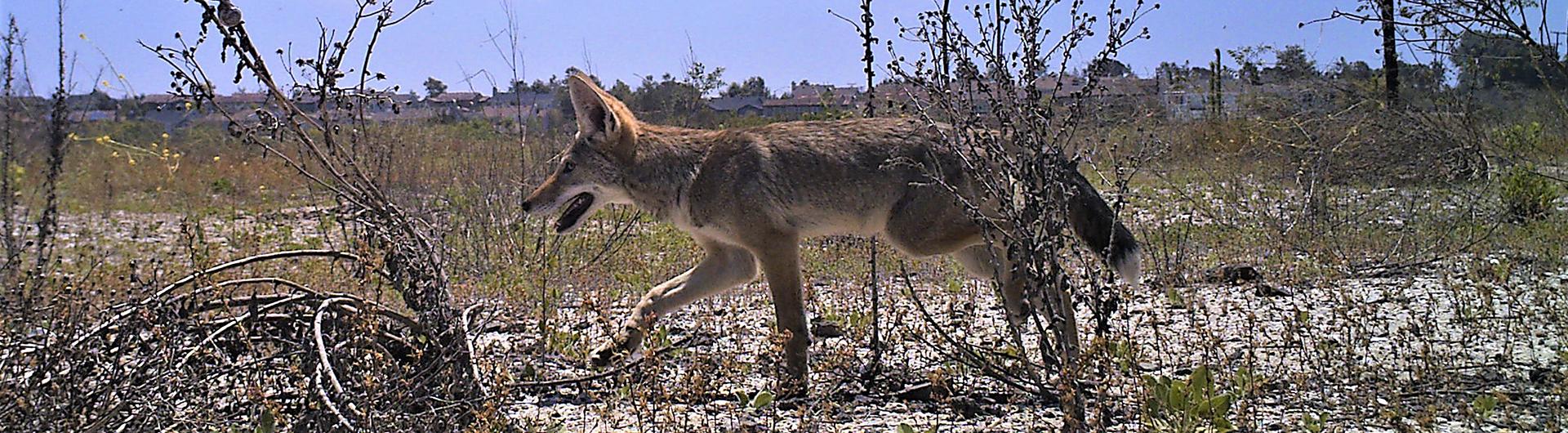 urban coyote walking near houses