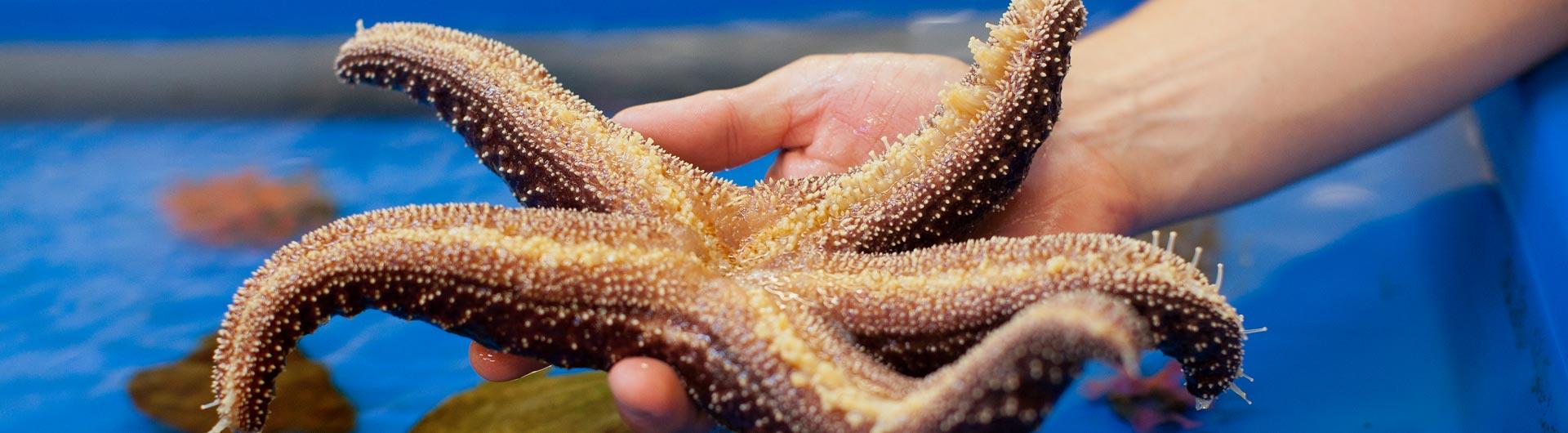 Students handling a sea star