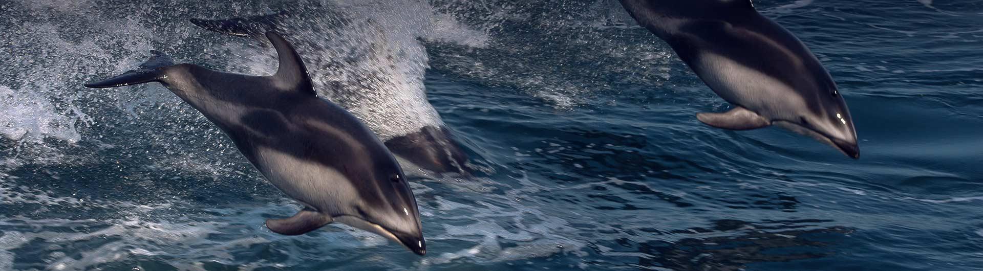 Dolphins in the ocean