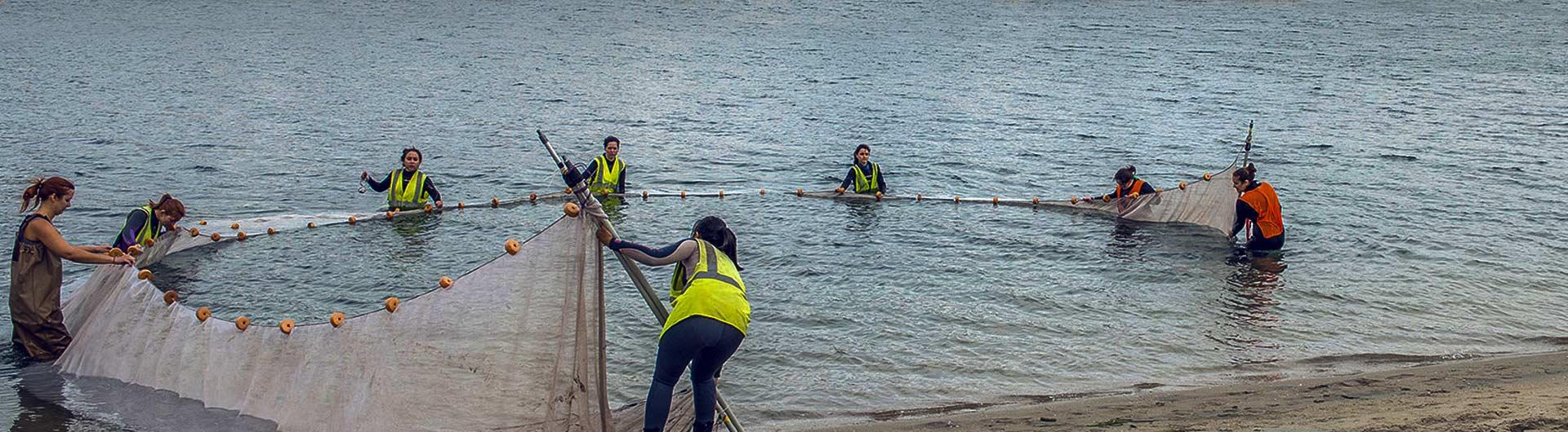 Students pulling a net in the water 