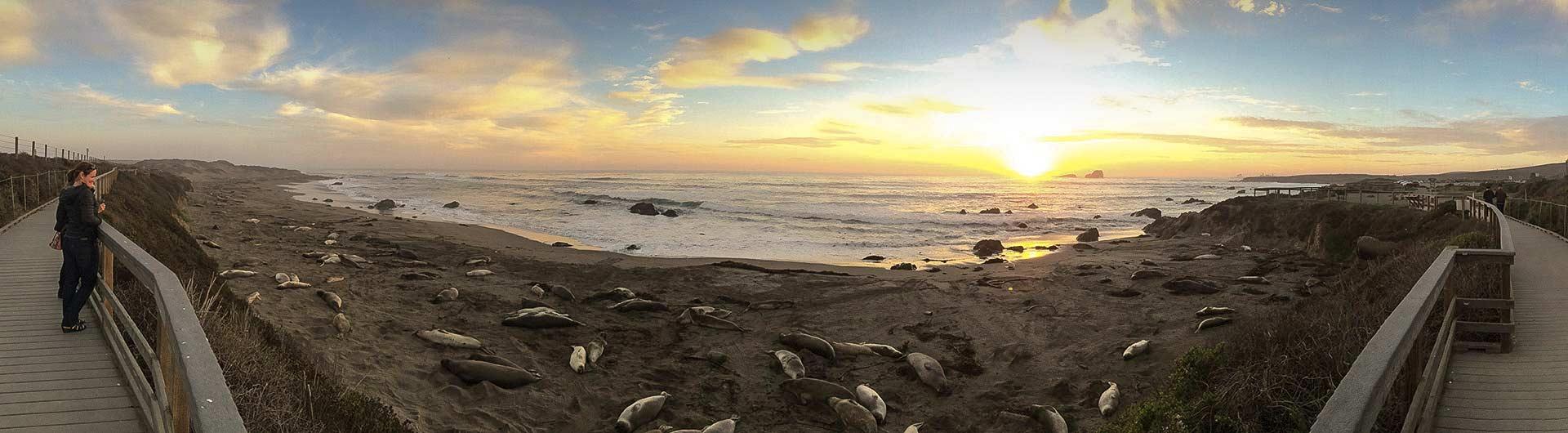 Elephant seals on the beach