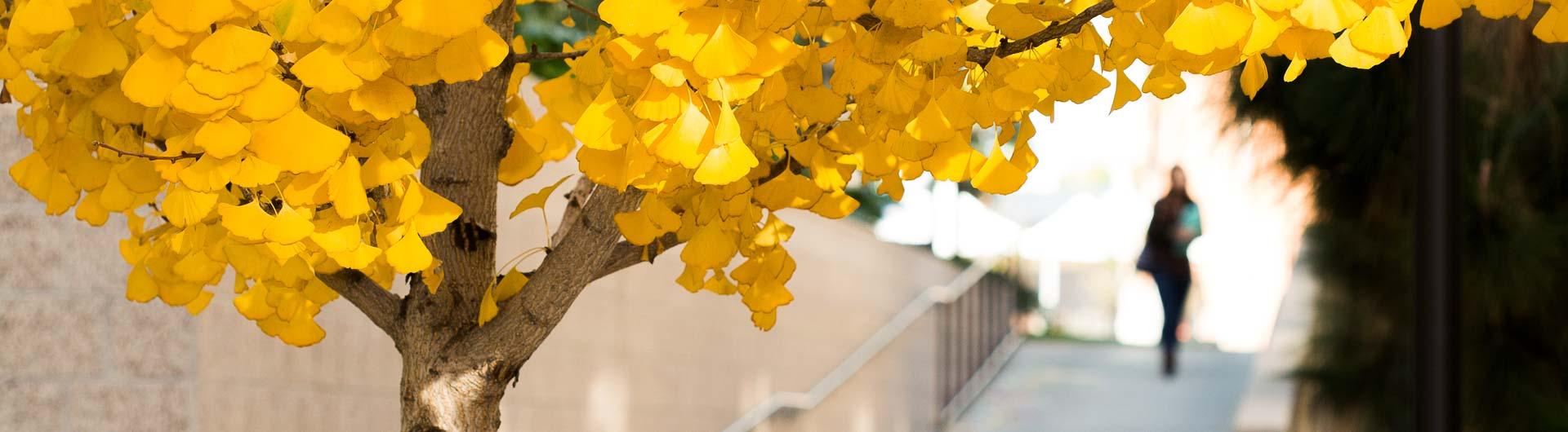 Trees on campus