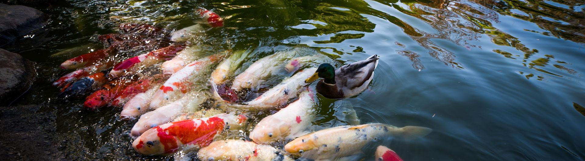 Japanese Garden Koi