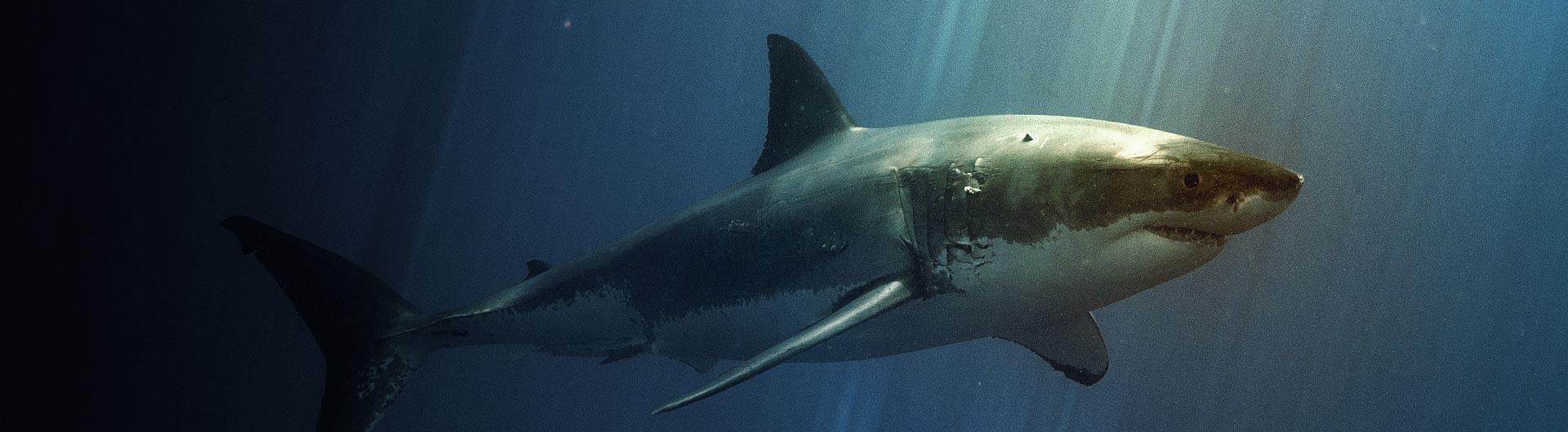 Shark underwater