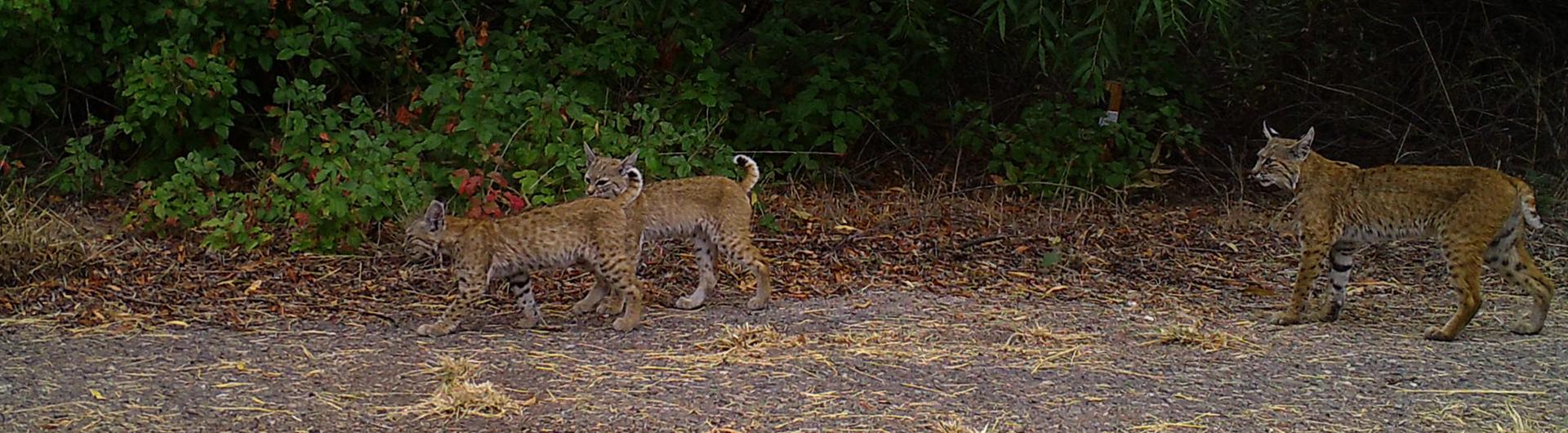 Bobcat mother with two cubs