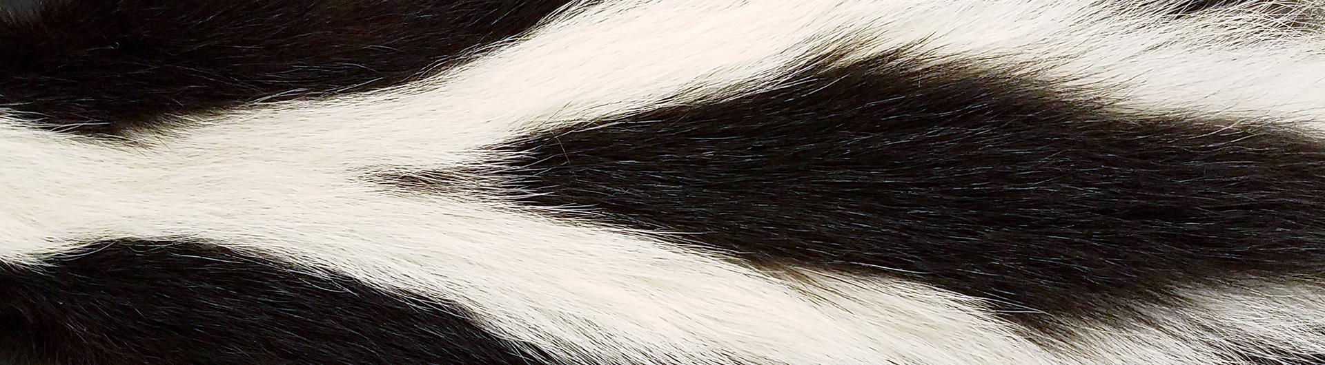 Black and white skunk fur