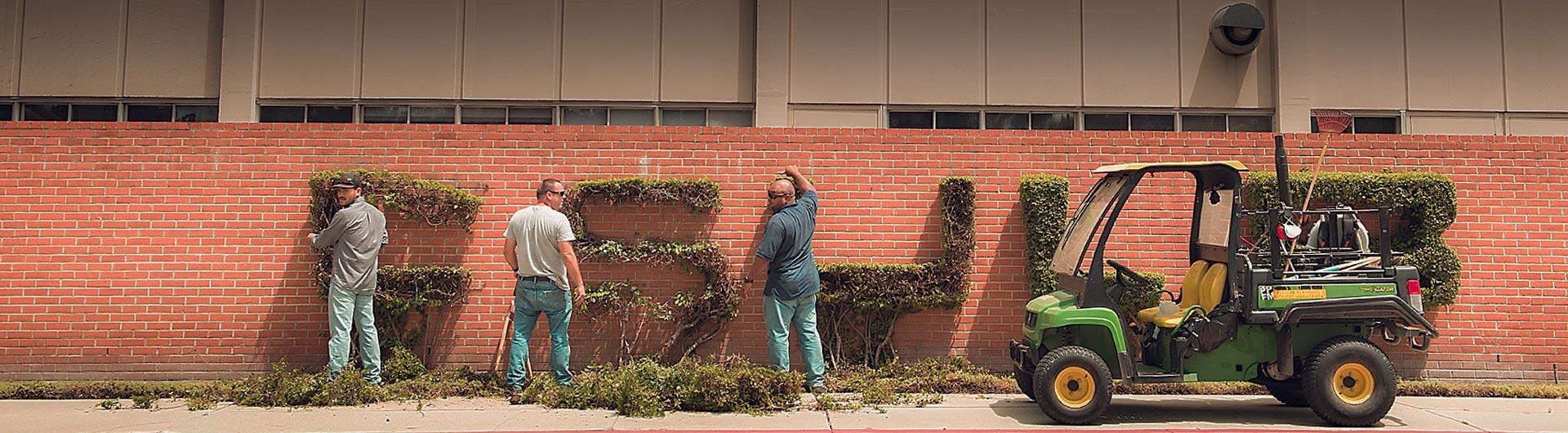 Campus landscape staff working on the C S U L B topiary