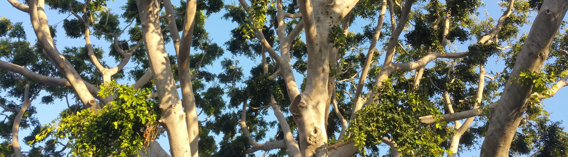 Branches and Leaves
