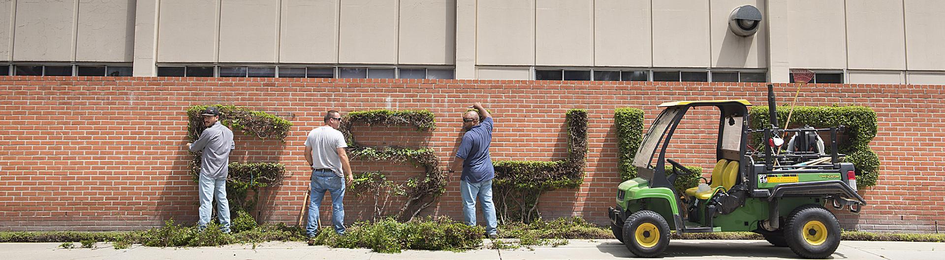 CSULB Topiary