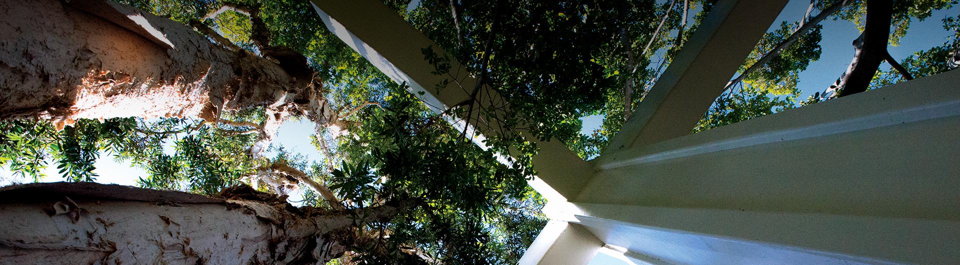 Looking up the tree at the University Student Union