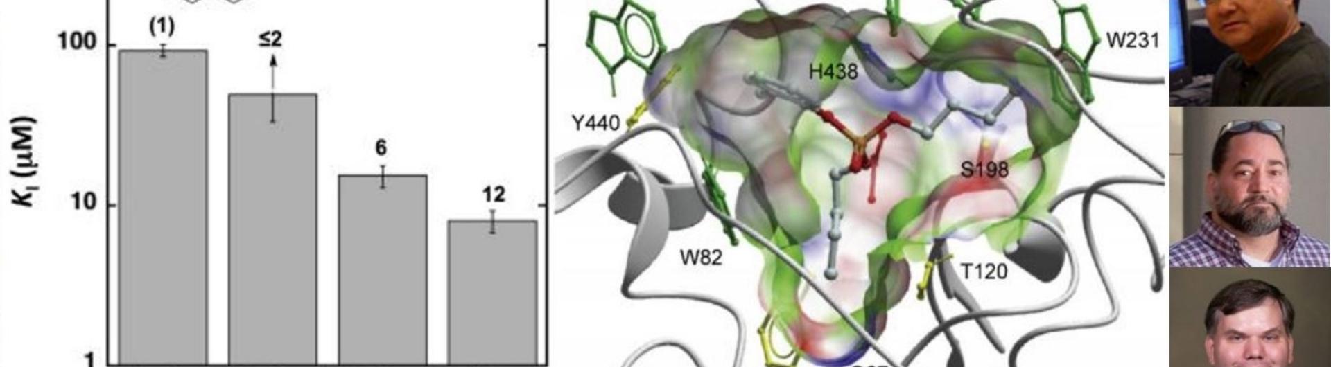 protein folding, Drs. Nakayama, Sorin, and Schwans