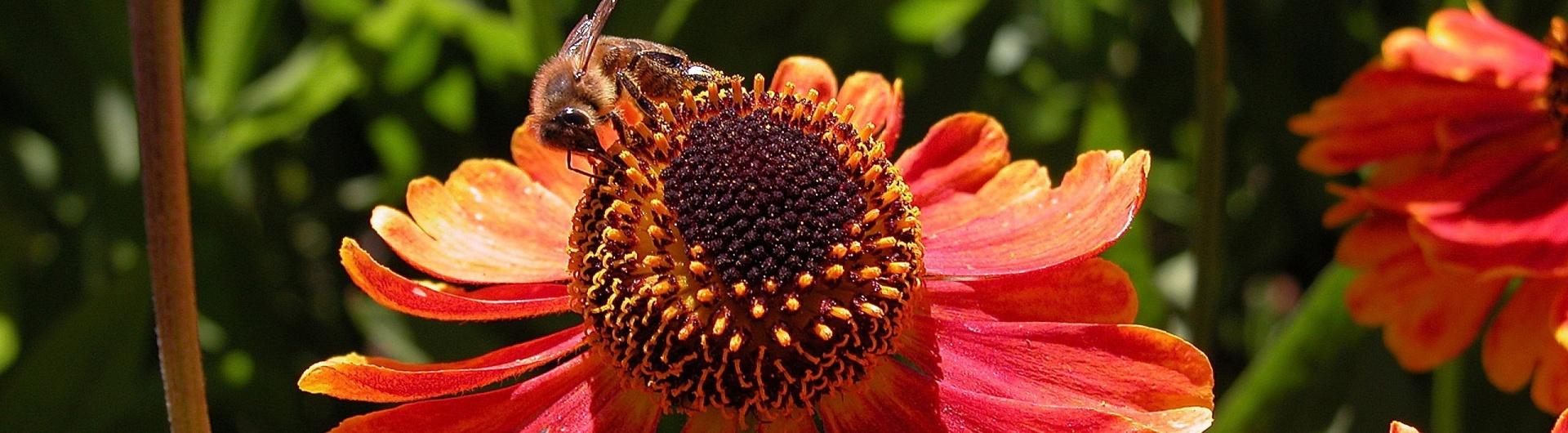 flower and bees