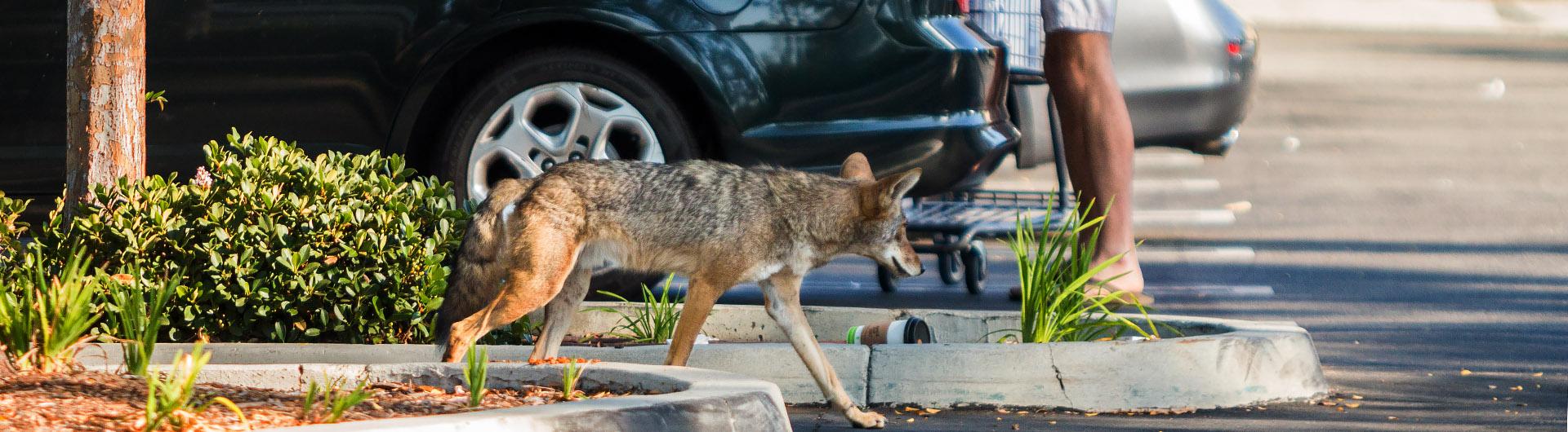 coyotes in neighborhood