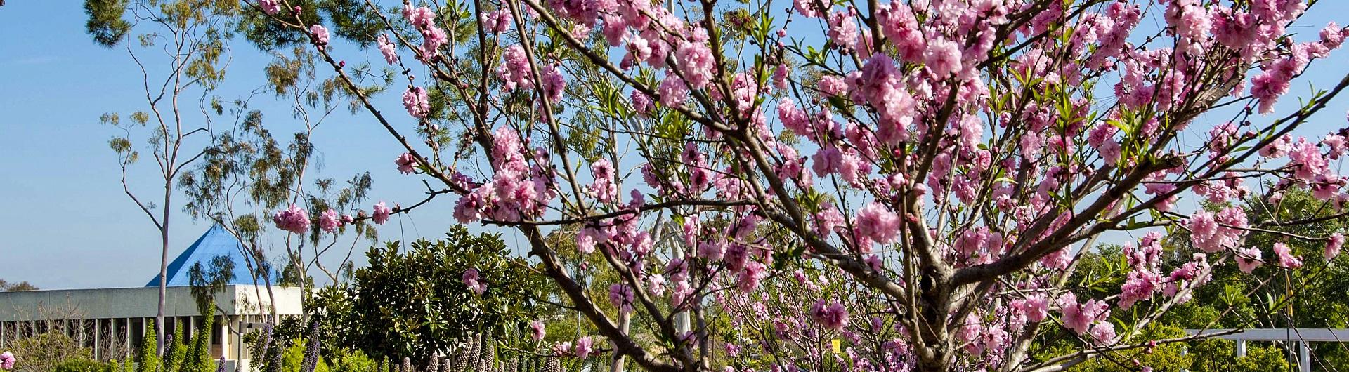 pink tree