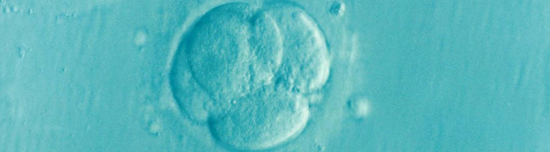 embryo
