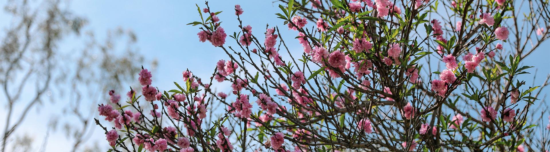 Cherry Blossoms at CSULB campus