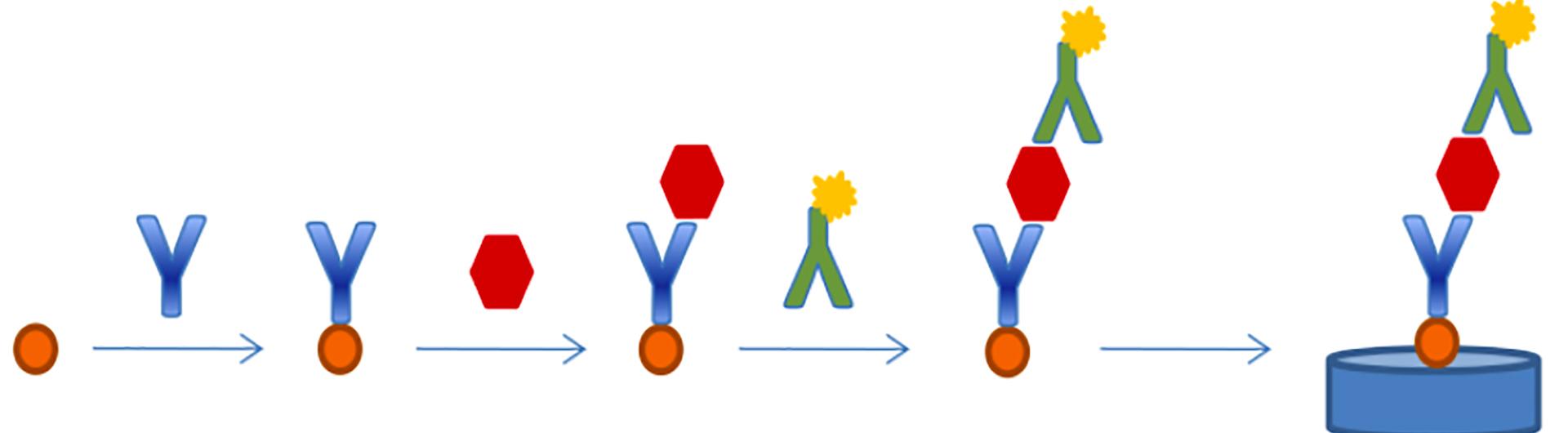 Enzyme Immunoassay Workshop