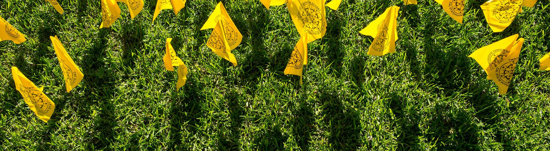 Native American yellow flags stuck in grass