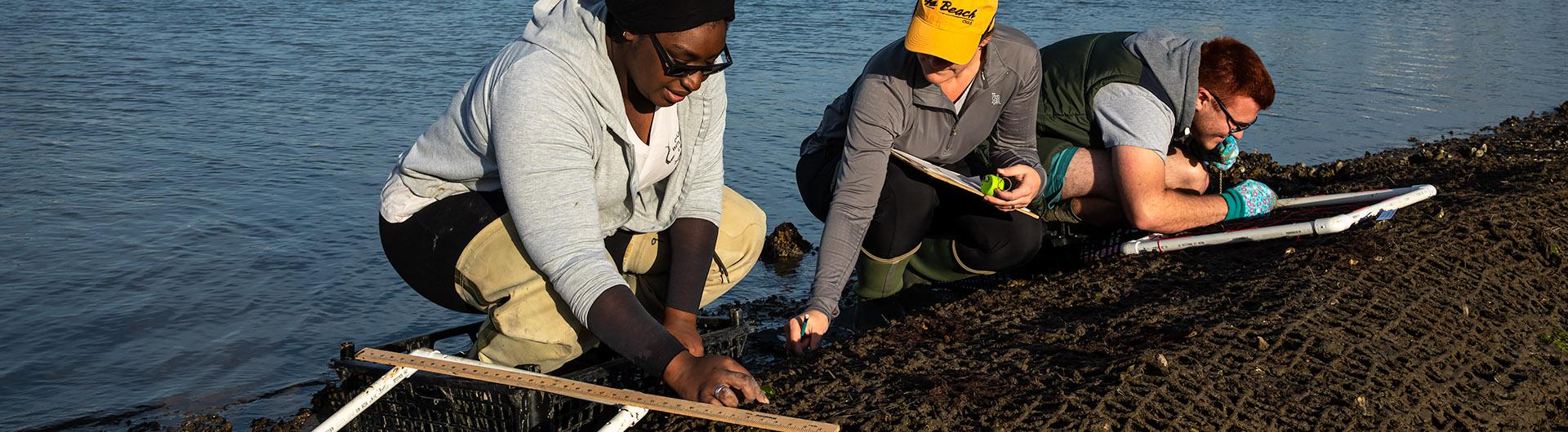 oyster restoration