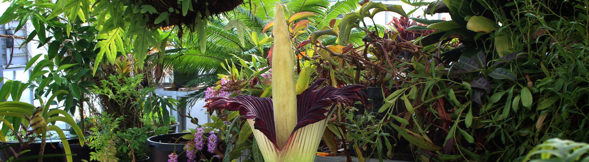 corpse flower in greenhouse 