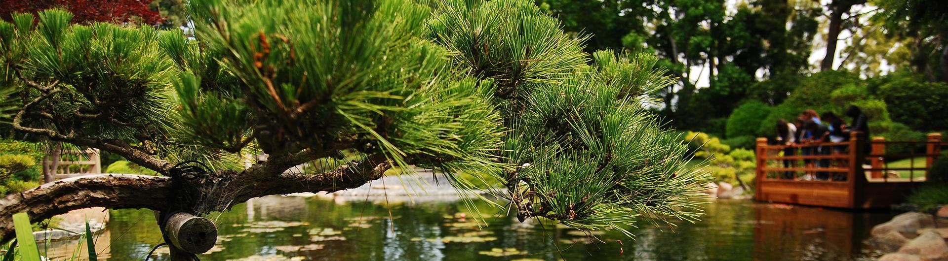 pine tree and platform bridge