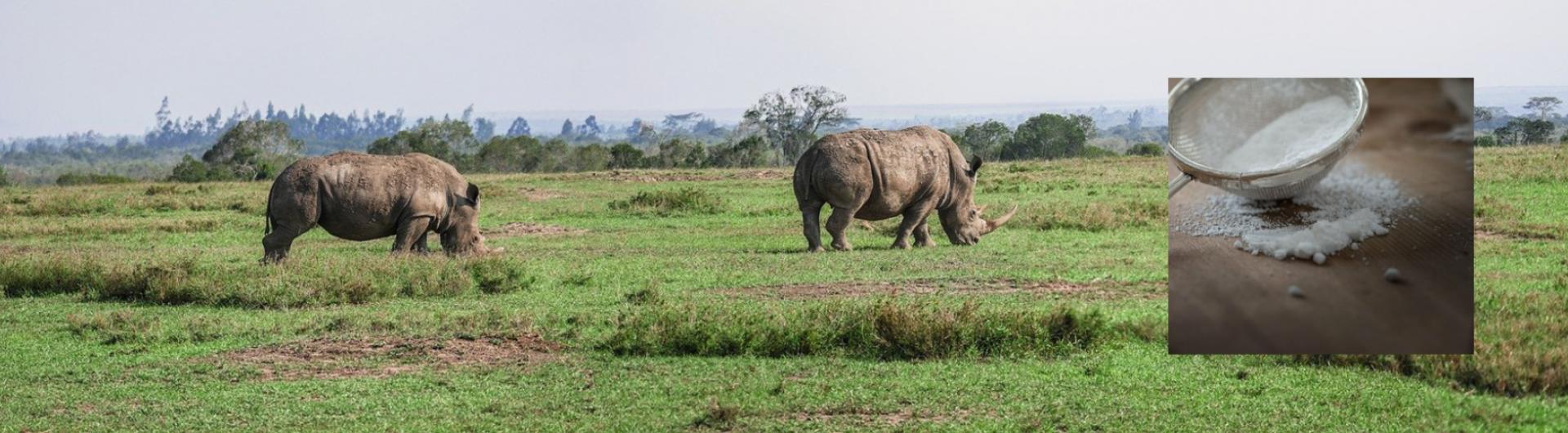 Rhino Horns and Rhino Powder 