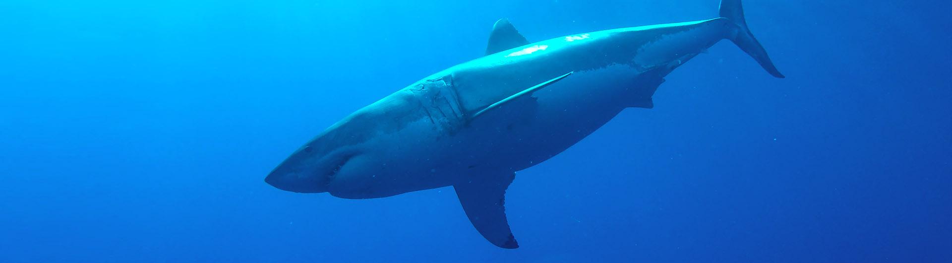 shark swimming