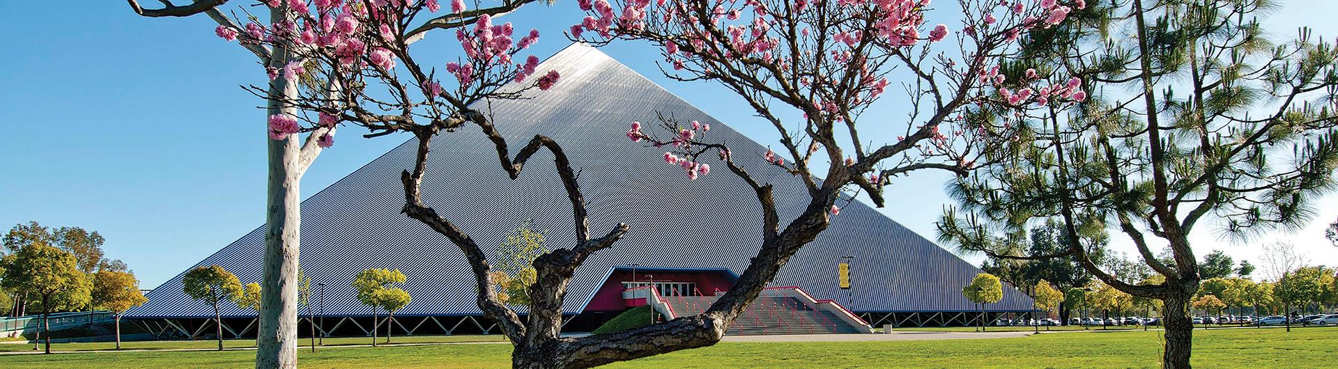 Pyramid cherry trees