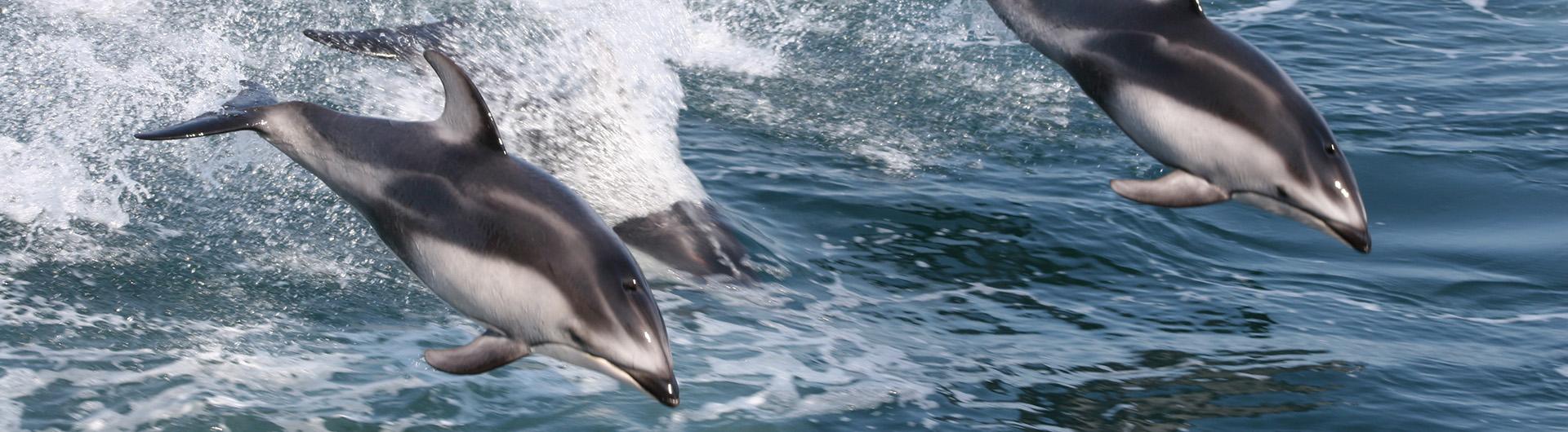 common dolphins