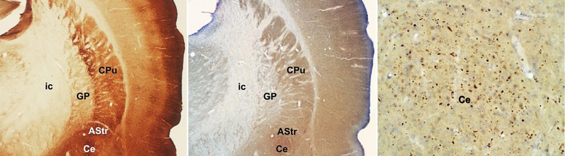 Vibratome and Immunohistochemistry in Research Workshop