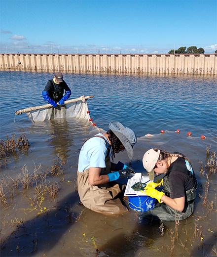 student researchers working in wetlands