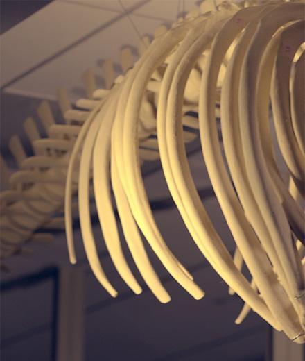 3D printed whale bones
