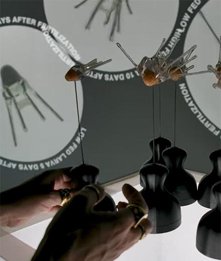 Secret Life of Sand Dollars exhibit