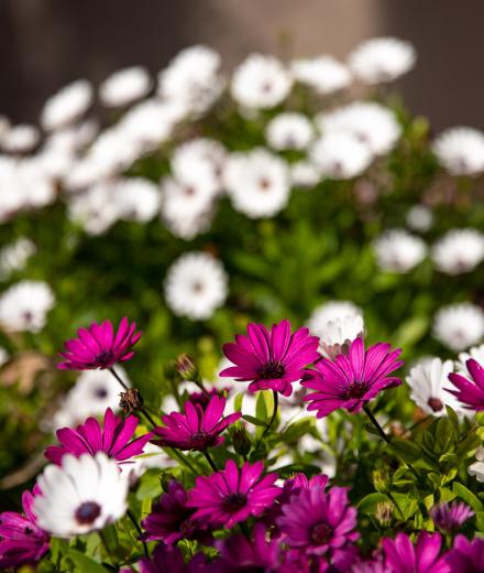 flowers close up