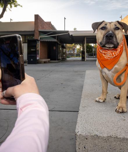 Two hands hold a cellphone trained on a sitting dog in a bandana