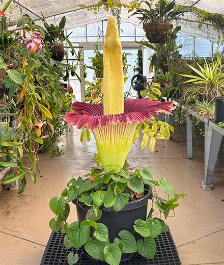 corpse flower in full bloom