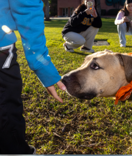 COB MKTG 2025 a Dog Make over business 