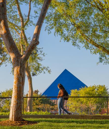 A student walks on the CSULB campus near trees with the Walter Pyramid in the background.