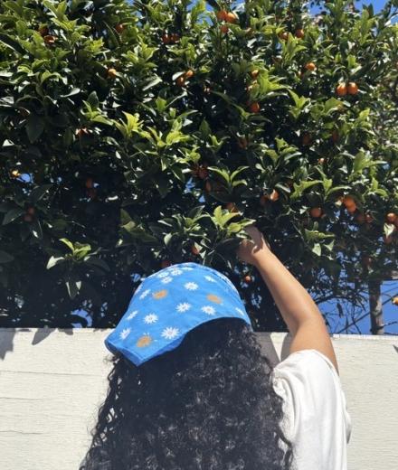Woman picking kumquats from a tree