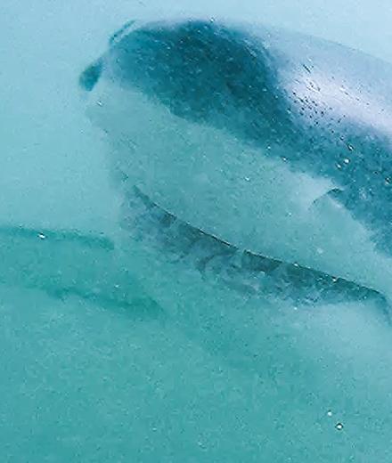 Shark under water